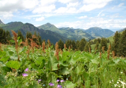 Morgins in Summer